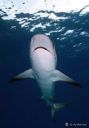I love safety stops ! This Caribbean Reef Shark didnt see... by Steven Anderson 